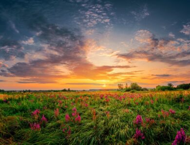 Conseils pour vous aider à améliorer la photographie en nature